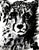 CHEETAH 8X10 REPLICA CARD